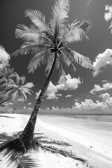 Poster - A classic palm tree stands tall on a serene beach, perfect for use in travel or landscape designs