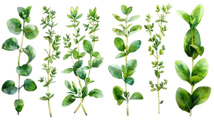 Sticker - Earthy and Fresh Watercolor Thyme Sprigs Set on Clean White Background