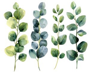 Poster - Delicate Watercolor Eucalyptus Sprigs on Solid White Background