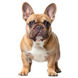 © Alena - French bulldog isolated on a white background. Portrait of a dog.