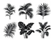 © Art Merch X - Tropical Plant Silhouette, Tropical palm leaves Silhouette Vector Illustration. Set of black silhouettes of tropical leaves palms.