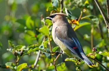 Waxwing