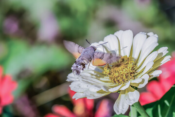 Wall Mural - Hummingbird hawk-moth on flower