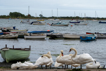 Poster - mute swans cygnus olor in the harbour at Emsworth Hamoshire England with boats in the sea in the background