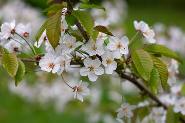 Wall Mural - Prunus cerasus flowering tree flower, beautiful white petals tart dwarf cherry flowers in bloom. Garden fruit tree with blossom flowers