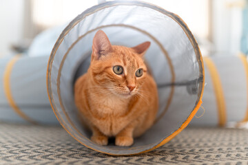 Wall Mural - brown tabby cat with green eyes playing in a cat tunnel. close up