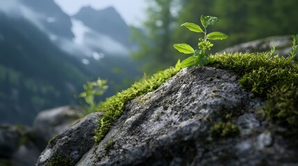 Wall Mural -  A tiny plant emerges from the moss covering a forested rock's summit