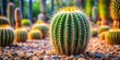 © Vibrant Visions Pixe - Cactus plant in a garden, cactus, succulent, garden, green, thorns, prickly, desert, plant, outdoor, prickles, nature