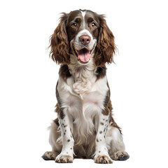 cavalier king charles spaniel puppy, transparent background