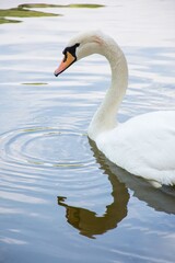 Wall Mural - Graceful swan swimming in calm water reflects its image on a serene day. Vertical shot