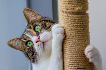 beautiful domestic cat scratching a scratching post. high quality photo.