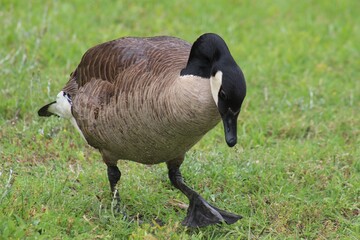 Canvas Print - Close-up of a Canada goose walking on green grass in a park.