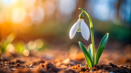 Canvas Print - A Single Snowdrop Emerges from the Cold Earth  AI Generated