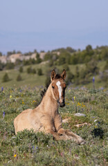 Wall Mural - Wild Horse in Summer in the Pryor Mountains Montana