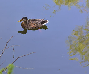 Reflection of duck in pond