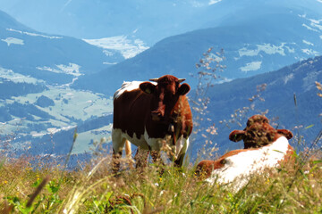 Cows grazing in the mountains of South Tyrol,Italy.