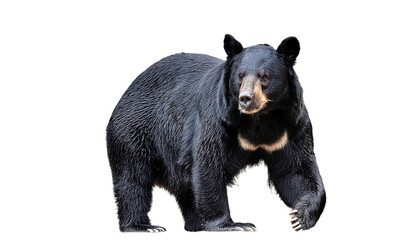 black bear (portrait, standing) isolated on white background as transparent png