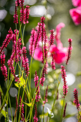 Poster - Pretty red bistort flowers in bloom in the summer sunshine