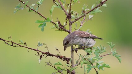 Wall Mural - Close-up a young red-backed shrike sits on the thin branch 
 with small leaves of a bush and eats an insect toward the camera lens on a sunny summer evening.