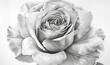 © Galina - Detailed pencil drawing of a blooming rose, intricate floral beauty