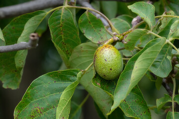 Walnut fruit on the tree. Pest on walnut leaves.