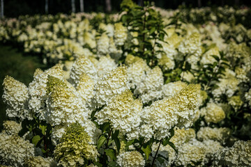 Wall Mural - A bright field filled with blooming hydrangea pink and white flowers set against a backdrop of tall, lush green trees under a clear blue sky. The scene exudes peace, with ample copy space in the sky.