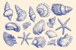 © Bargais - An vector illustration of various seashells and starfish drawing in blue ink.