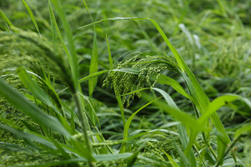 Sticker - Close-up of green proso millet, broomcorn millet, common millet, hog millet, Kashfi millet, red millet, or white millet plant in the field