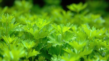 Poster -   Close-up photo of several lush green foliage plants with water droplets on their leaves, positioned prominently