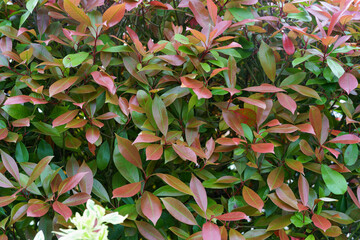 Bright red green bush in the backyard garden. Colorful fence in the garden