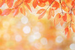 © Victoria - Branch with orange autumn leaves is creating a natural frame on a blurred background with warm colors. Copy space autumnal background