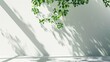© Lasvu - Sunlit green branch casting shadow on white wall and floor, empty space.