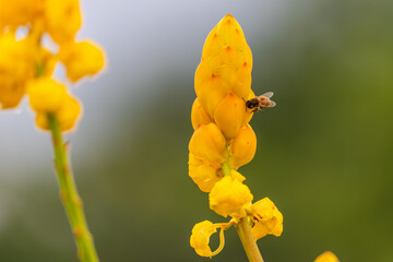 yellow flower and bee