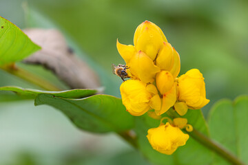 bee on yellow flower