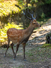 Wall Mural - 立派な角を生やした奈良公園の雄鹿