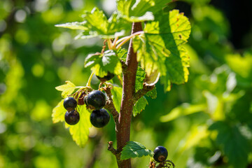 Sticker - Blackcurrants outside on a bush.