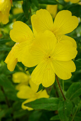 Wall Mural - Beautiful yellow evening primrose flowers.