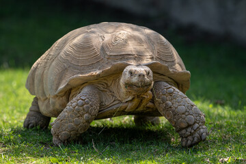 Wall Mural - Giant tortoise outdoors in nature.