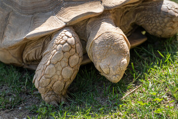 Poster - Close-up of the head of a giant tortoise outdoors.