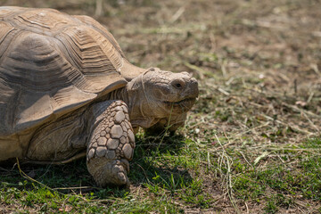 Wall Mural - Close-up of the head of a giant tortoise outdoors.