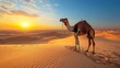 © Kingboy - Camel standing on sand dunes during sunset in the desert