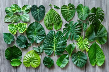 Aufkleber - Various green leaves of different shapes and sizes are artistically arranged on a wooden surface, highlighting nature's beauty and diversity