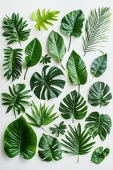 Aufkleber - An assortment of tropical leaves is carefully arranged, highlighting different shapes and shades of green against a neutral backdrop