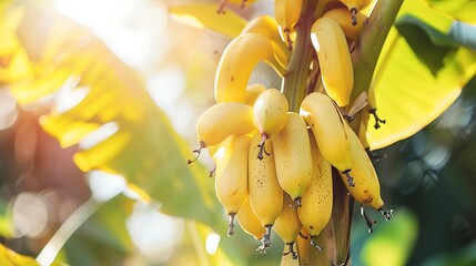 Sticker - Sun-Kissed Banana Bunch