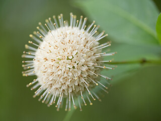 Wall Mural - Extreme Close Up of a Common Buttonbush Flower