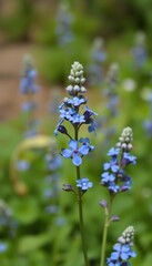 Poster - Blue Flowers in a Green Garden.