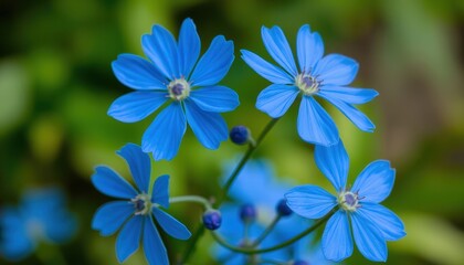 Wall Mural - Blue Flowers in Bloom.