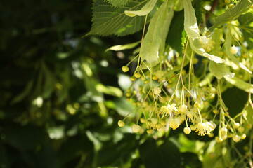 Poster - Beautiful linden tree with blossoms and green leaves outdoors, space for text