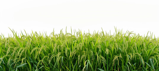 Wall Mural - green rice field isolated on white