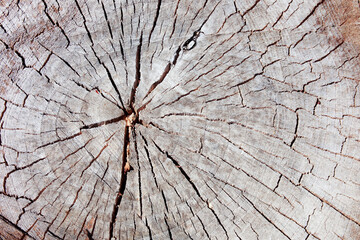 Natural wood background. Annual rings on a tree trunk cut. Garden tree diseases. Harvesting firewood for the winter. Planet Earth Day.